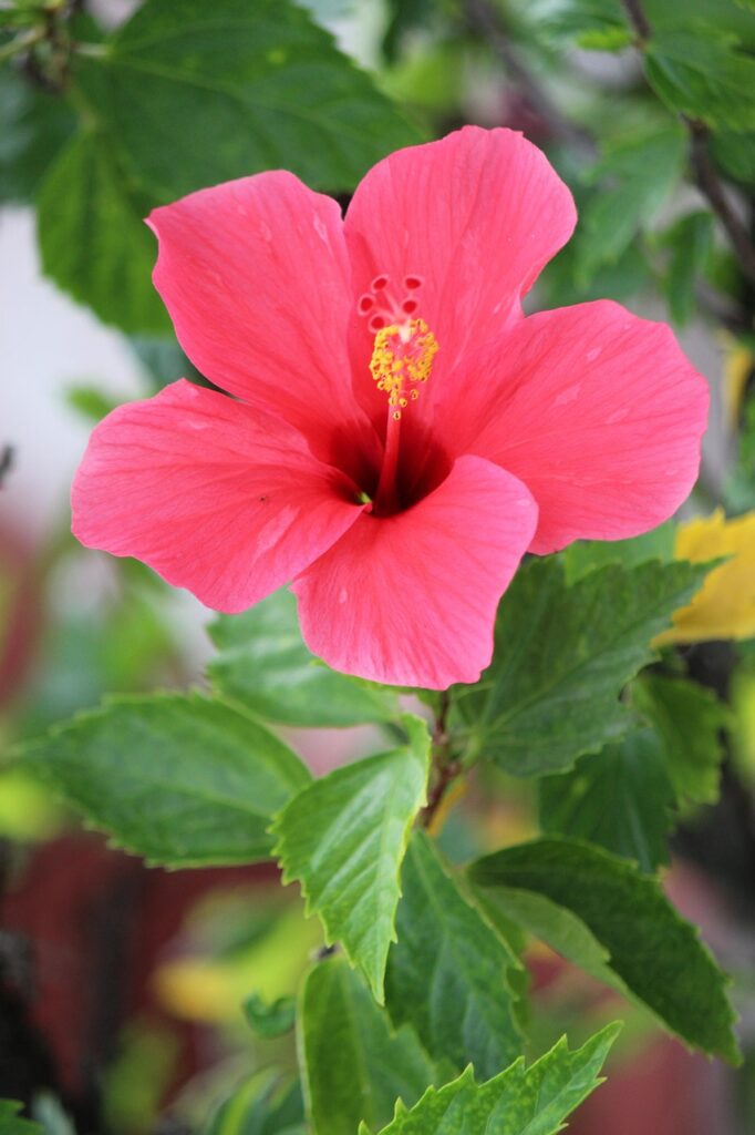 hibiscus flower, red hibiscus, red flower, tropical flower, hibiscus, nature, garden, bloom, flora